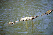 Picture 'KT1_39_12 Crocodile, Tanzania, Serengeti'